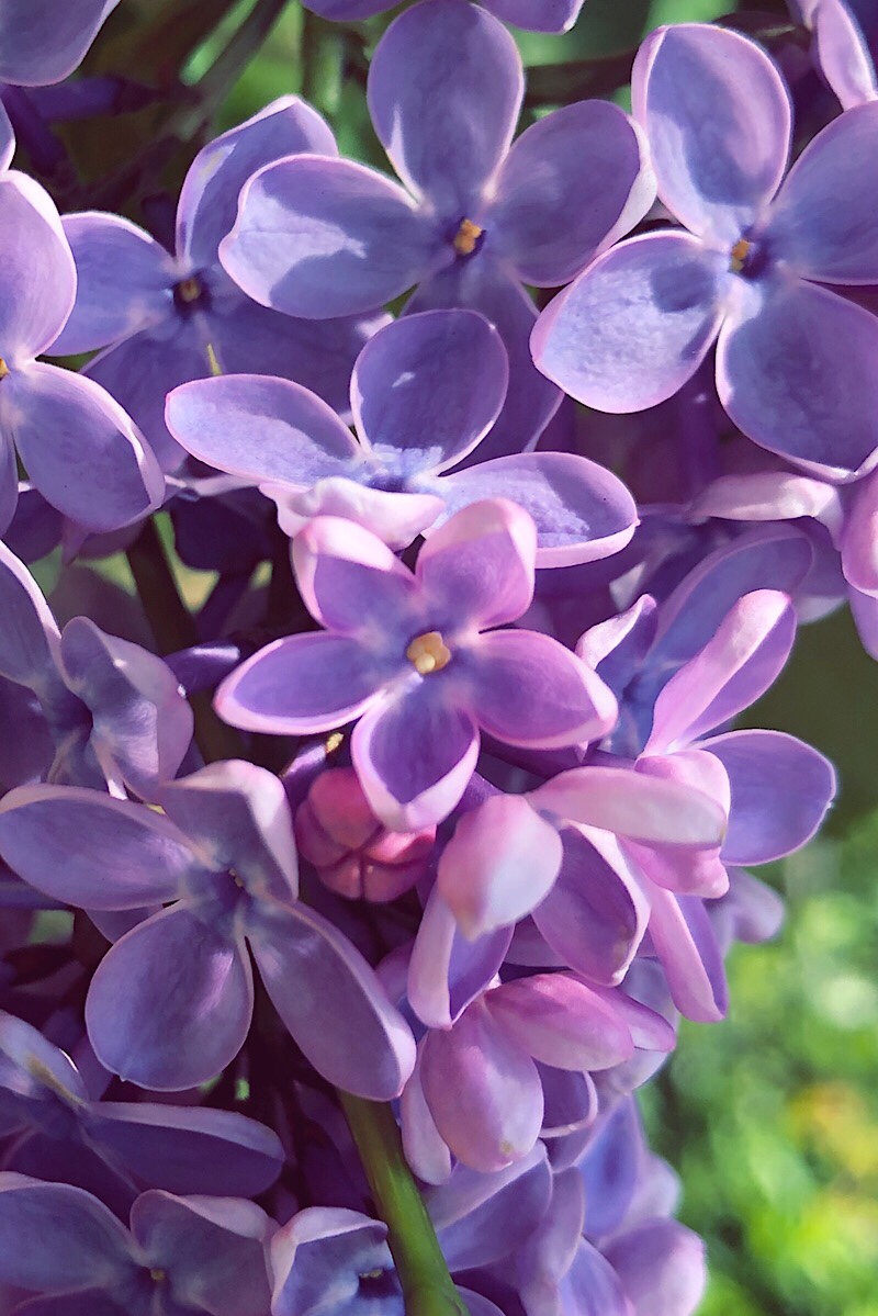 紫色のラッキーライラック