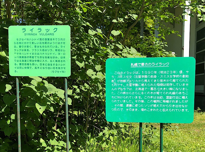 札幌最古のライラックの説明板