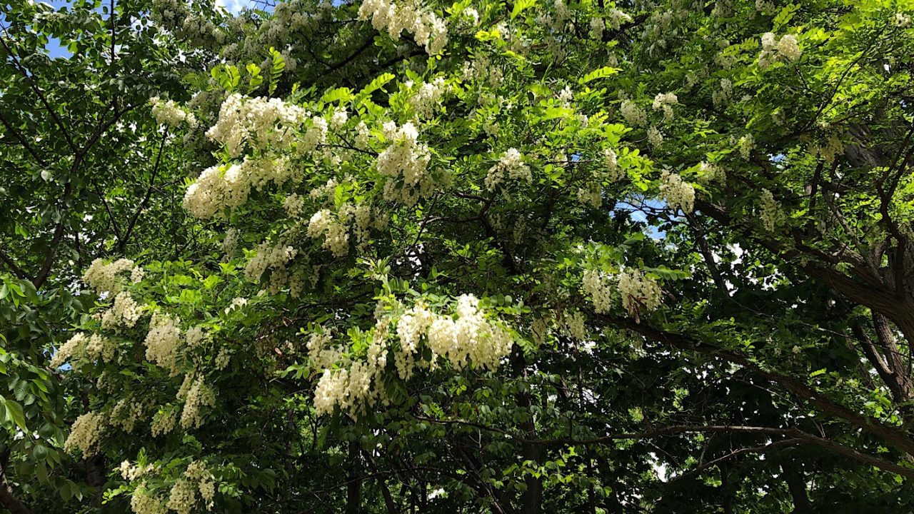 札幌の初夏の風物詩アカシアの白い花