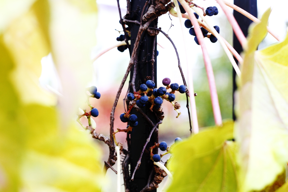 季節が寒くなるほどに、山ブドウは黒く甘く熟していく