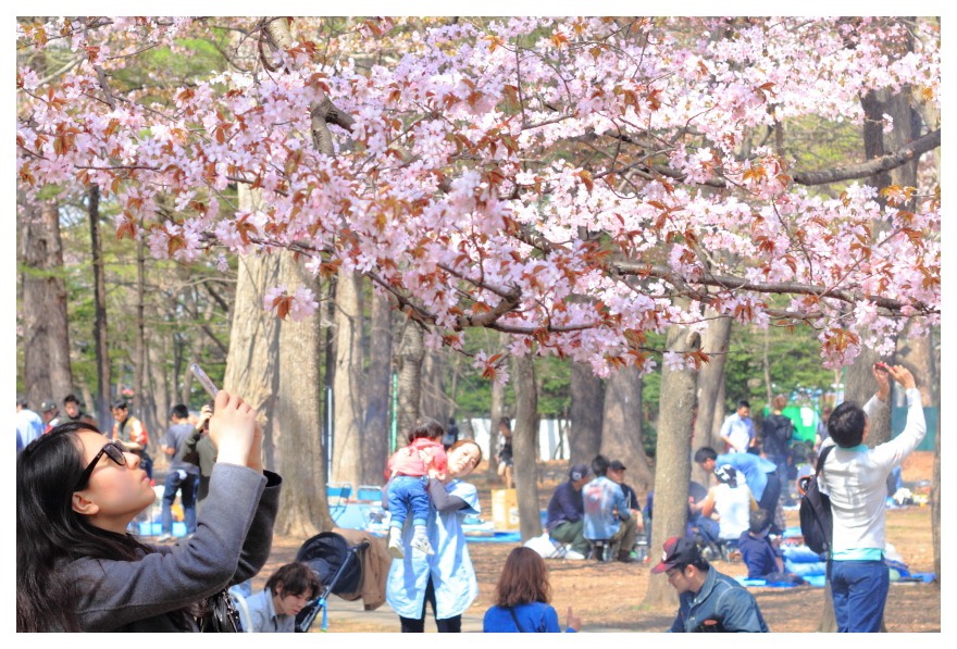 桜の季節には多くの外国人観光客も訪れる