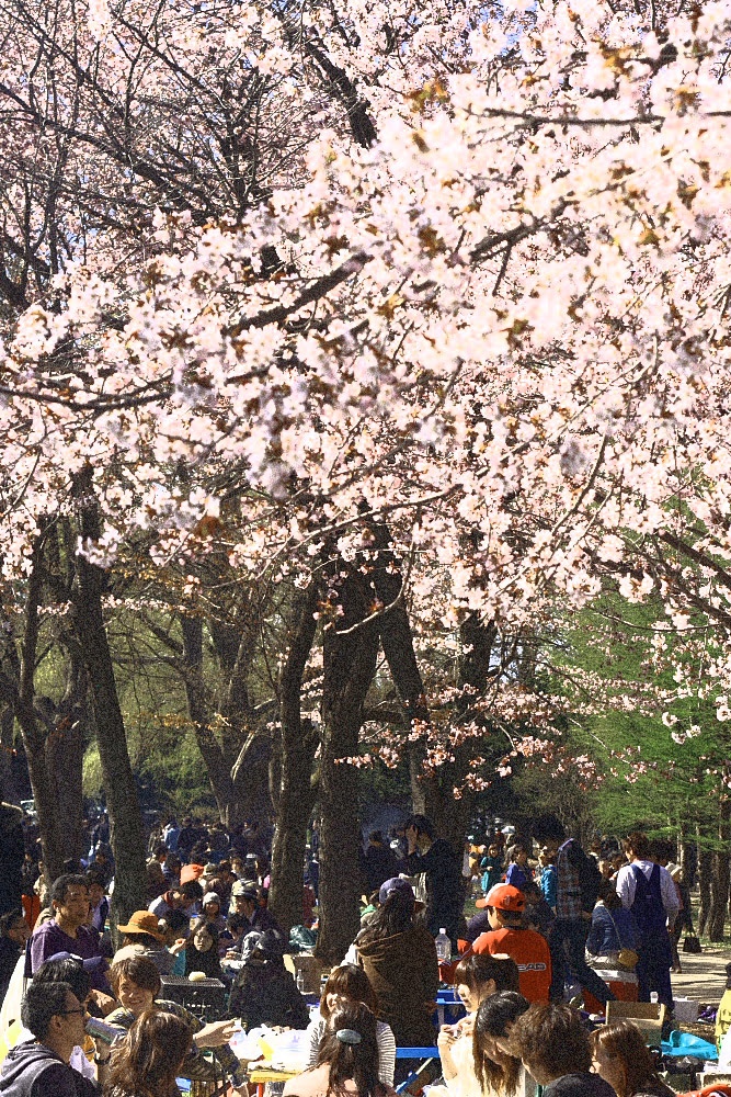 桜の木の下の花見宴会で盛り上がる円山公園