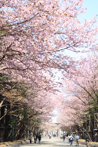 北海道神宮の表参道の桜並木。桜の花は北海道神宮の方が楽しめる
