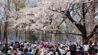北海道最大の桜の名所！札幌のお花見は円山公園と北海道神宮がおすすめ