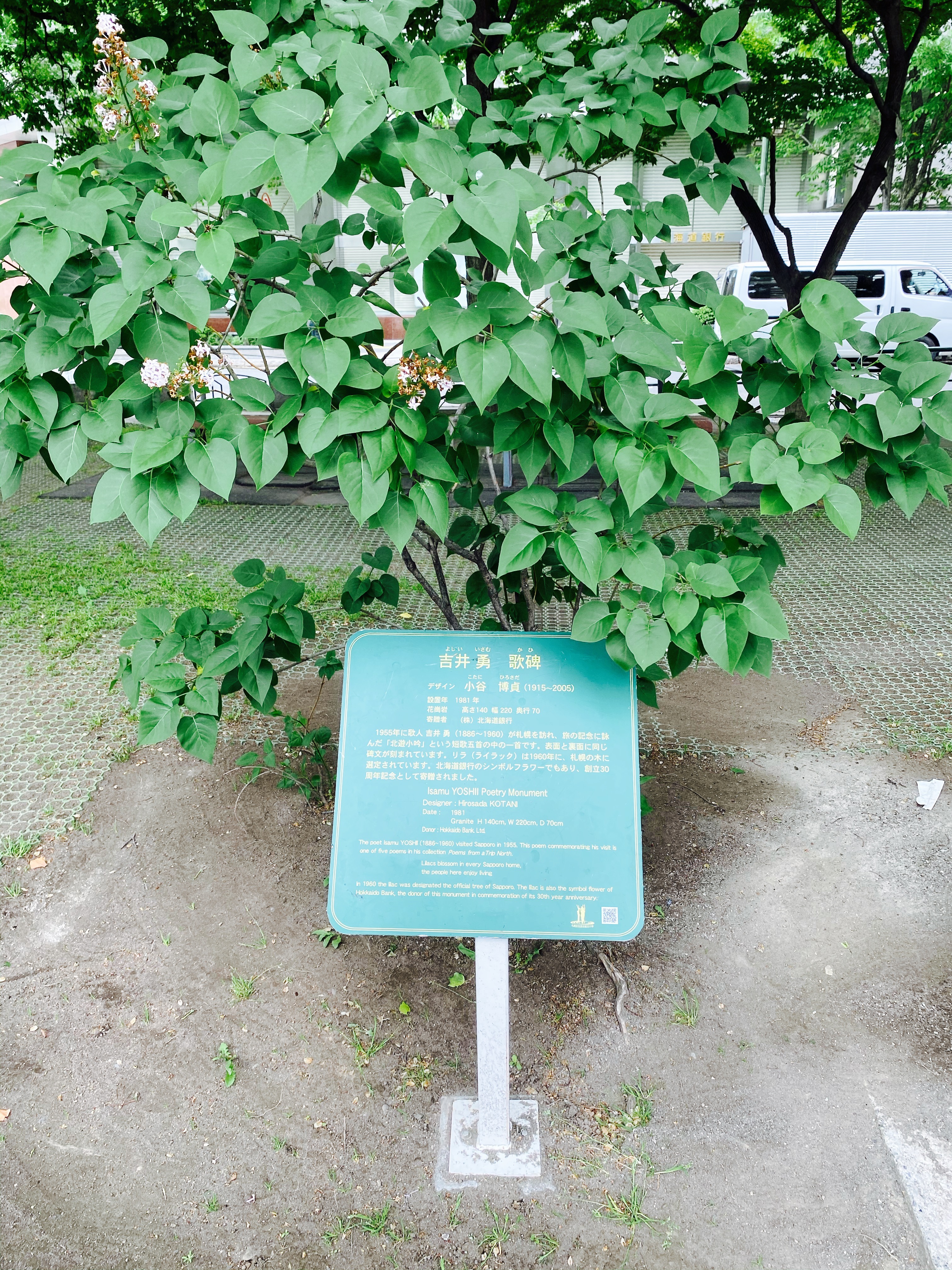 吉井勇歌碑の説明板の横には寄り添うように小さなライラックの樹がある