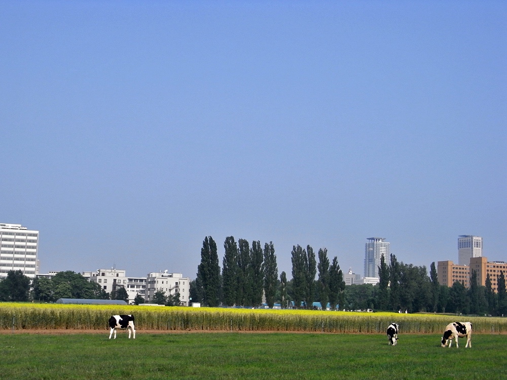 都会と農場が共存している北海道大学のポプラ並木