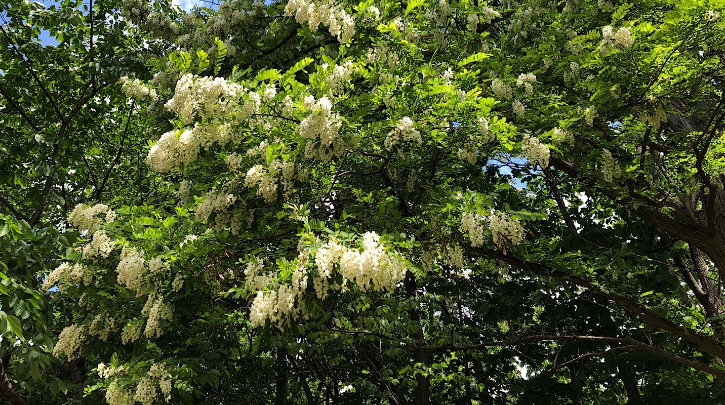 ６月の札幌ではアカシアの白い花の香りに包まれたい 札幌ピープル