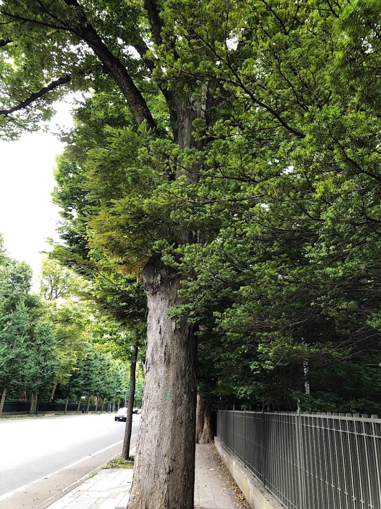歩道上で保存されている樹木