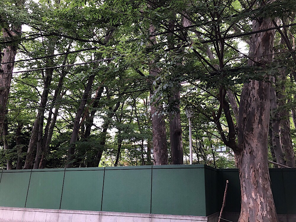 伊藤家の森の西側は緑色の高い塀で囲まれている