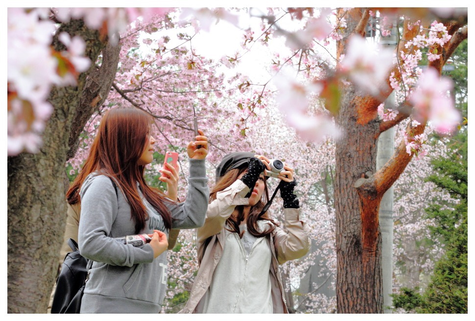 桜の季節にはカメラを持った写真愛好家も円山公園に集まってくる