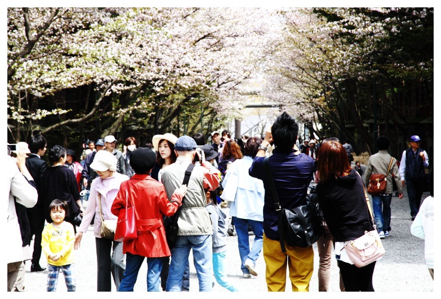 北海道神宮の表参道の桜並木は写真スポットとしても人気がある