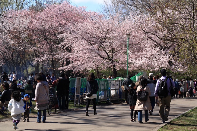 円山公園では散策しながらの花見が楽しめる