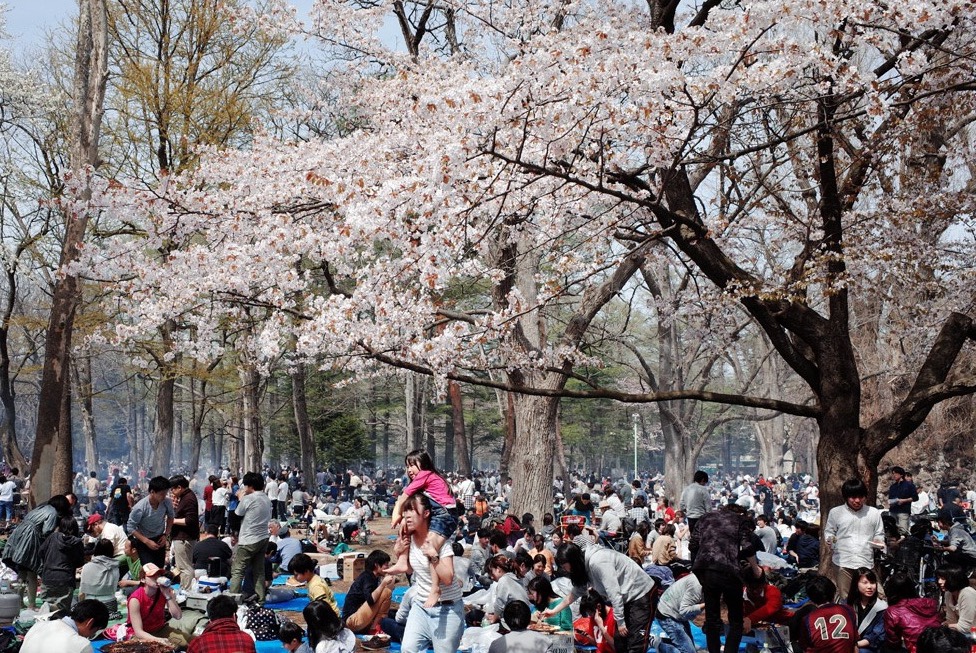 たくさんの花見客で賑わう桜の季節の円山公園