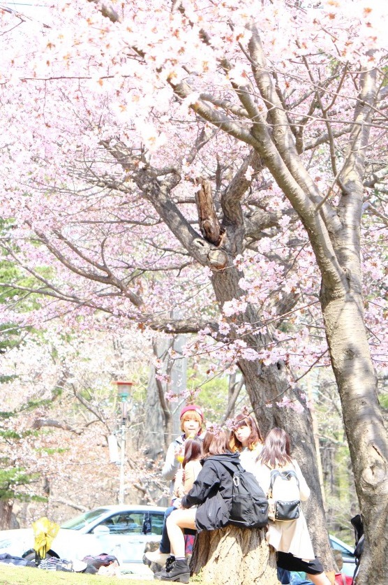 桜の季節にはたくさんの思い出がある