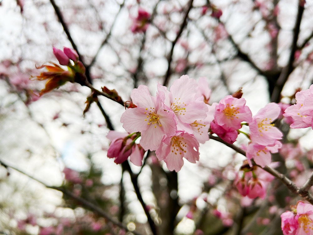 円山公園の桜は、まだ蕾が多かった
