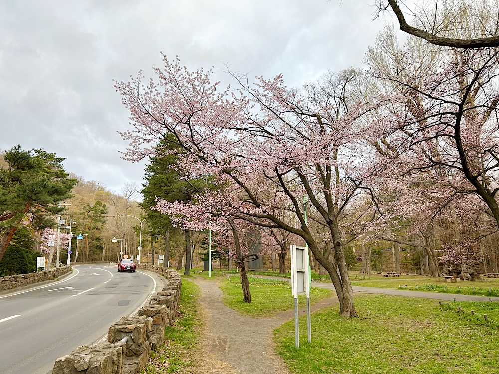 早朝の円山公園ぶら散歩。早速、桜を発見した。