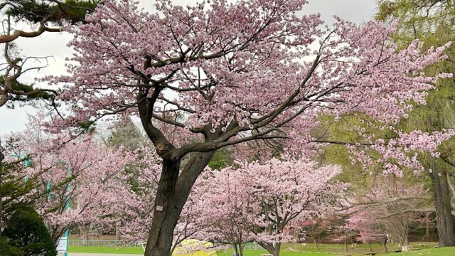 円山公園のお花見と徹夜明けのサッポロジャイアンツ