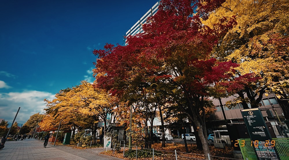 晩秋の大通公園の見所は、街路樹の紅葉。