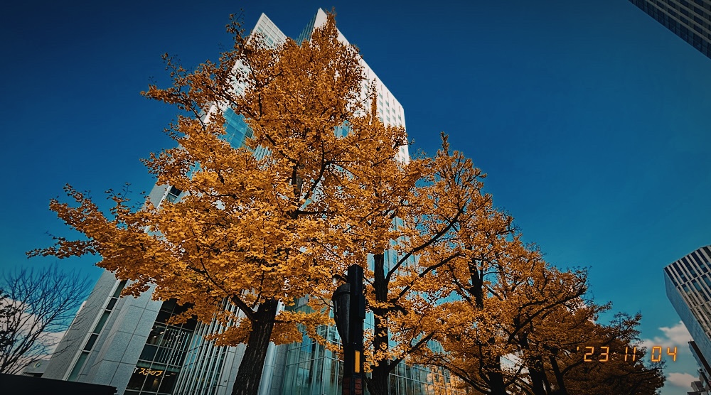 日本生命札幌ビル「NOASIS3.4」前の北3条広場に伸びるイチョウ並木