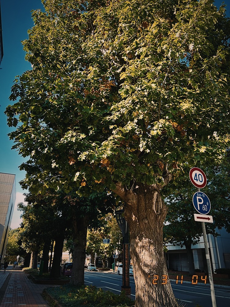 歴史を感じさせるアカナラの大木。これは道警本部側のもの。
