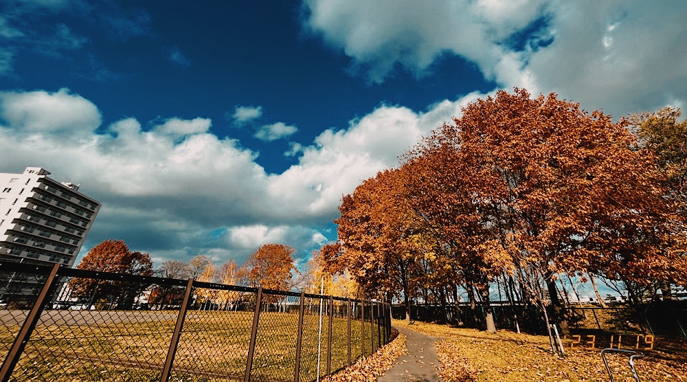 野球グランドの周りには樹木が並ぶ遊歩道がある。
